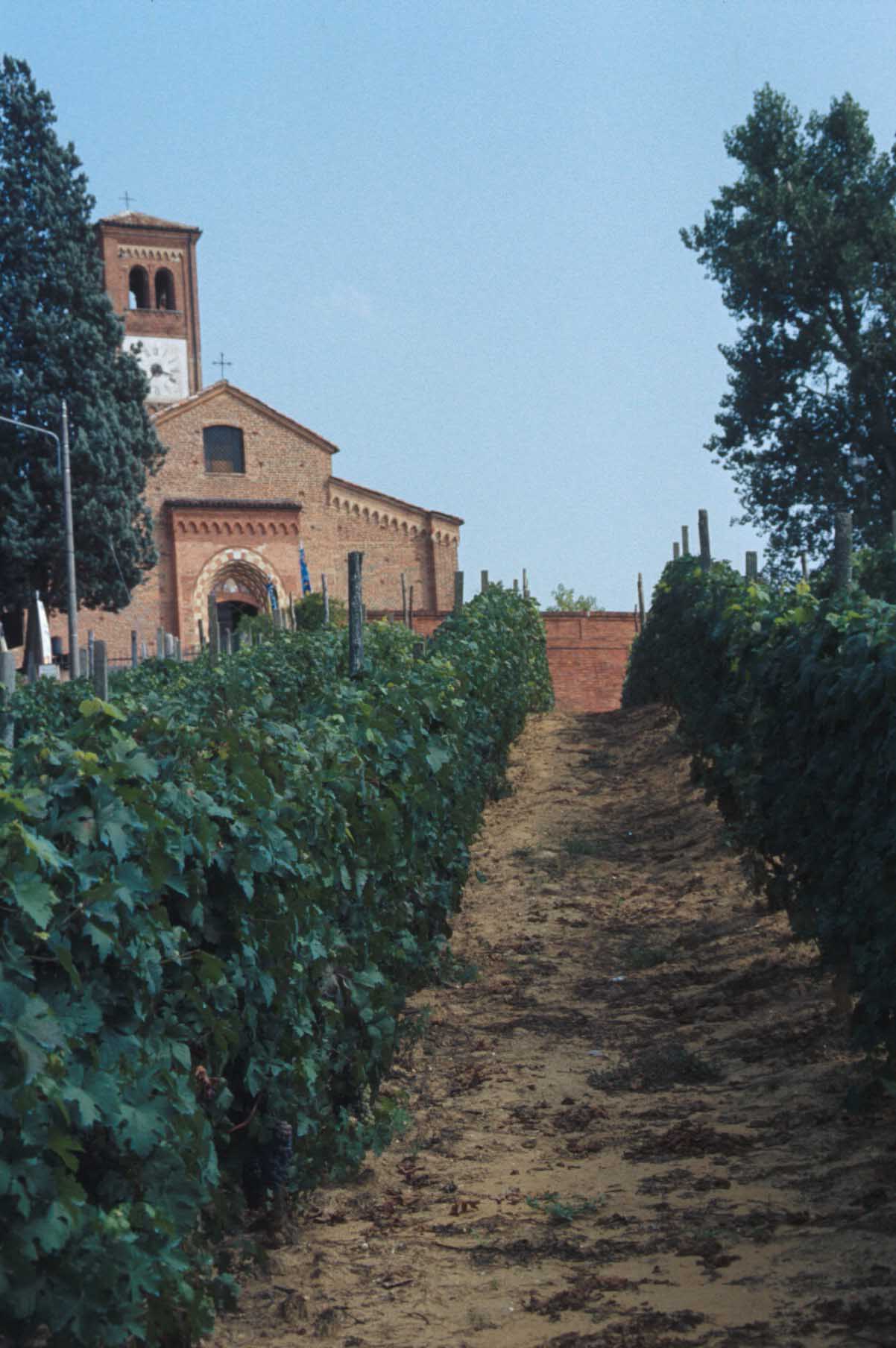 Veduta del vigneto circostante la chiesa di Viatosto nel comune di Asti