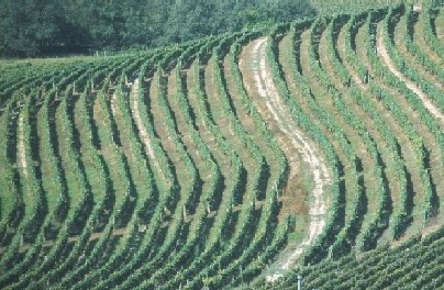 Veduta del tipico paesaggio viticolo astigiano con i filari disposti a girappoggio (San Marzanotto - Asti)