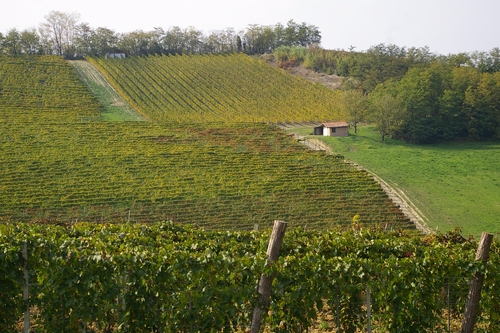 Foto del Comune di Nizza Monferrato (AT)