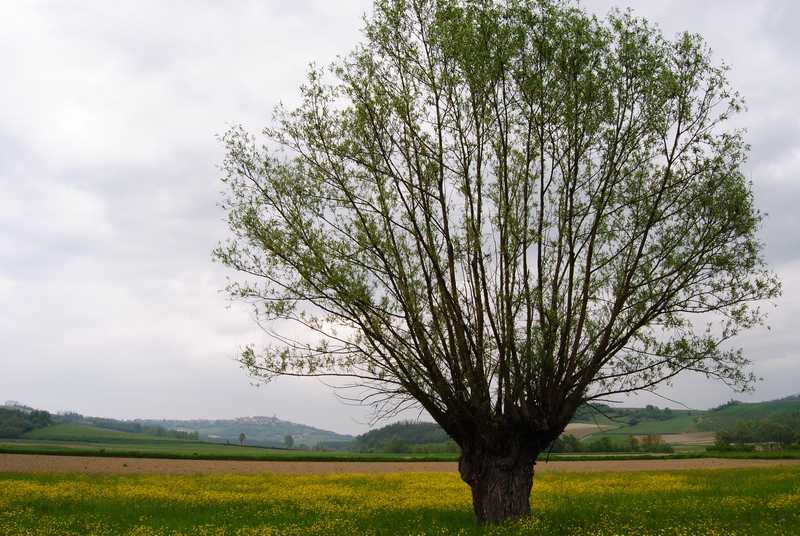 Foto del Comune di Cuccaro Monferrato (AL)