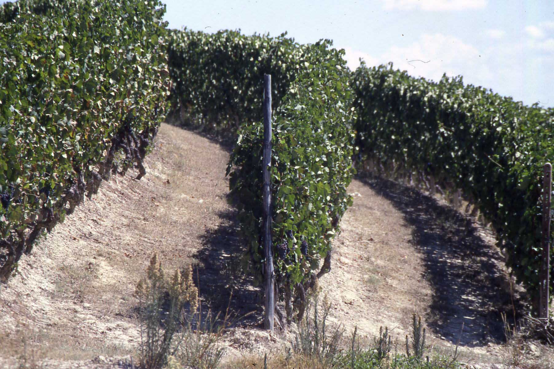 Uno sguardo ai vigneti astigiani per una loro più efficace salvaguardia anche dal punto di vista paesaggistico (Vigneti a San Martino Alfieri).