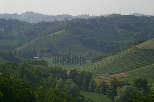 Veduta del paesaggio viticolo a Vinchio (AT)