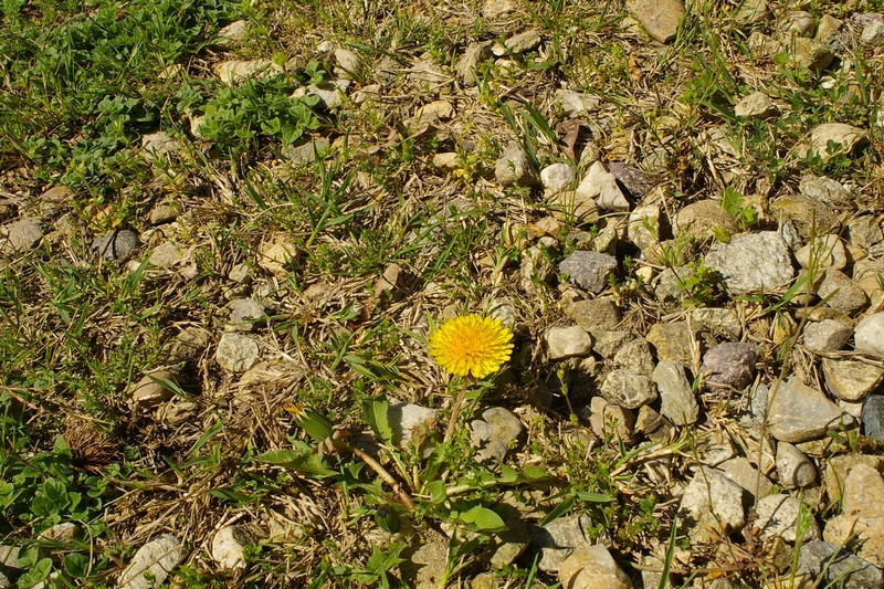 Tarassaco (Taraxacum officinale) in fioritura nella corte di Villa Paolina, sede del Corso di aggiornamento su "Le buone pratiche per il paesaggio" (Foto di Francesco Devecchi).