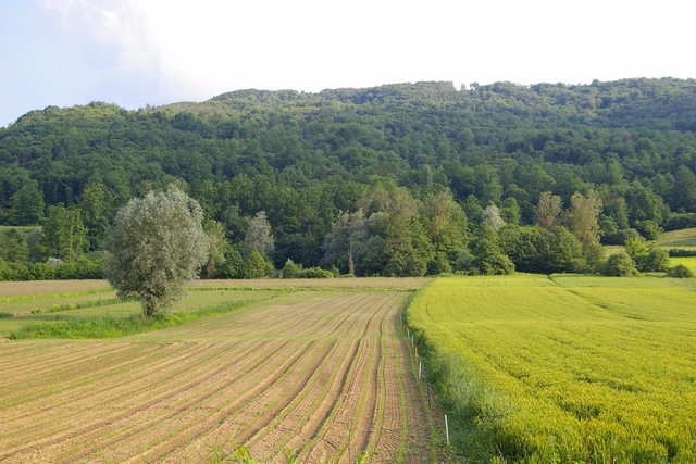 Veduta del paesaggio agrario della Valle Belbo a San Benedetto Belbo.