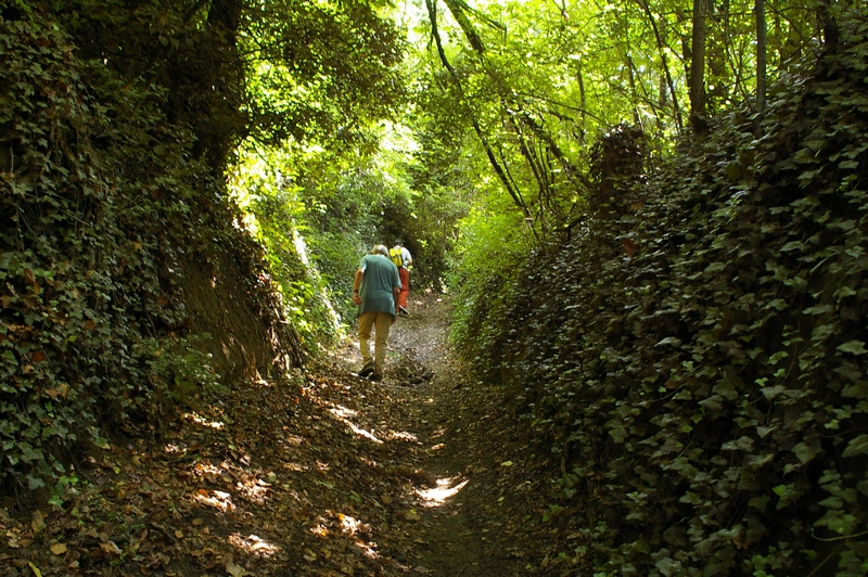 Cammino nel bosco verso Vezzolano.