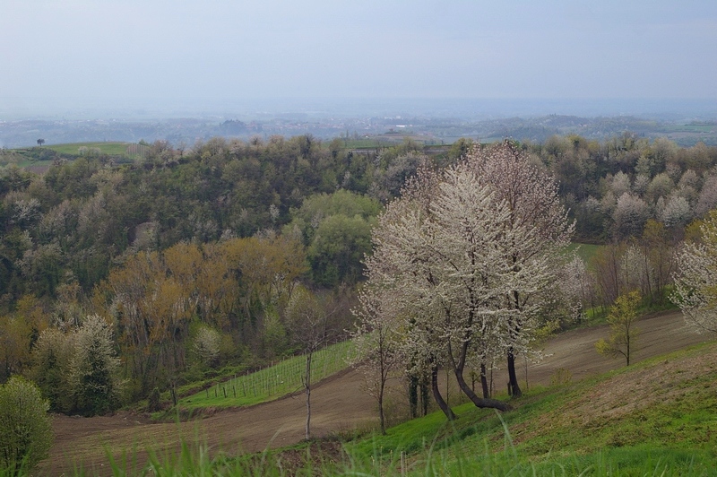 Veduta degli straordinari boschi del nord Astigiano tra Albugnano, Passerano Marmorito e Pino d Asti, oggetto di approfonditi studi da parte dell Associazione Terra, Boschi, Gente e Memorie.
