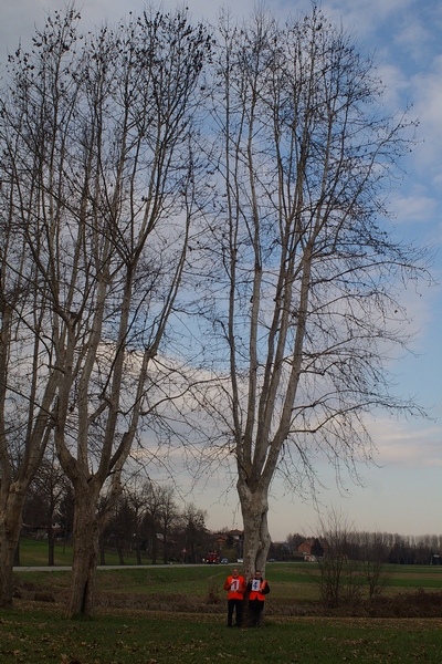 censimento fotografico degli alberi presenti lungo l ex strada statale SS 10 nel comune di Baldichieri.   