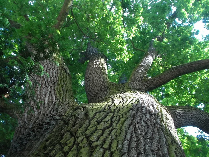 Gli alberi monumentali sono una preziosissima testimonianza del passato, quali veri e propri "nonni" delle nostre comunità.