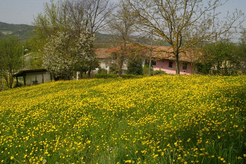 Veduta della bellissima distesa fiorita di ranuncoli a Piancerreto (AL).