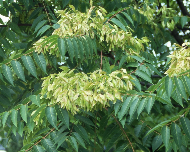 Veduta del fogliame e dei frutti (samare) dell'Ailanto (Ailanthus altissima)