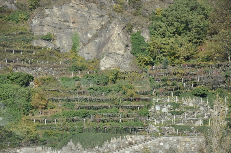 Veduta dei terrazzamenti della viticoltura eroica della Valle d Aosta.