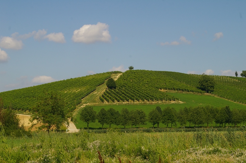 Vigneti in Località Paludo, facenti parte della buffer zone del territorio dichiarato dall UNESCO, Patrimonio dell Umanità.