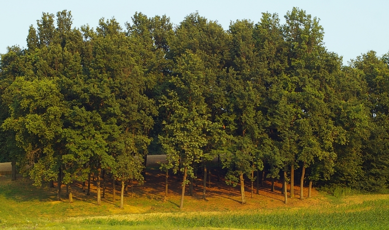 Veduta di un bosco di farnie a Villa San Secondo (AT), inserito in un paesaggio agrario di eccezionale bellezza.