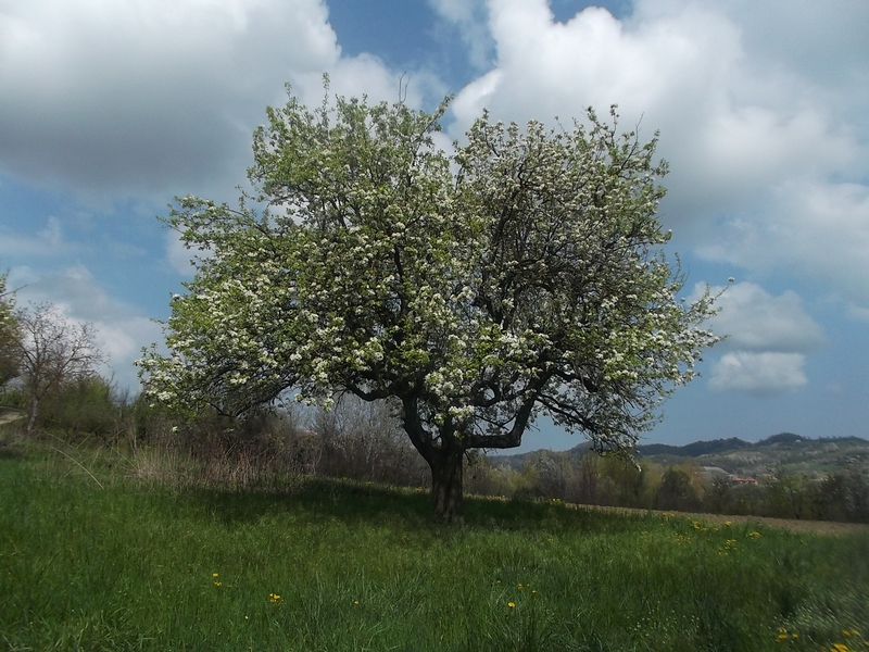 Bellissimo pero in piena fioritura nei campi dell'azienda Cà Mariuccia di Albugnano in uno straordinario paesaggio agrario dell'Alto Astigiano.