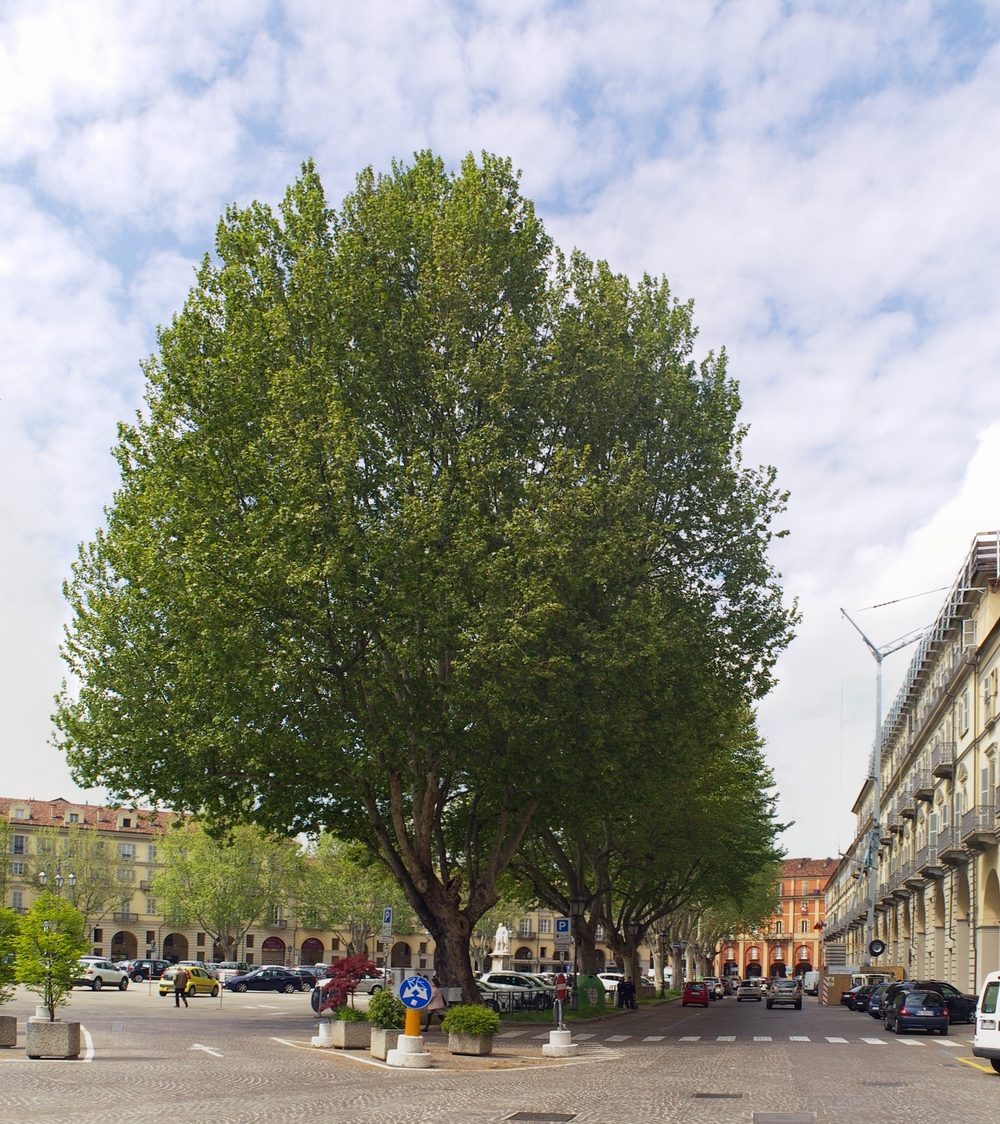 Veduta di Piazza Alfieri ad Asti lungo i cui portici è presente l Albergo Reale sede della riunione degli Osservatori del paesaggio dell Astigiano, dell Alessandrino e del Casalese sul progetto "Porta del Monferrato".