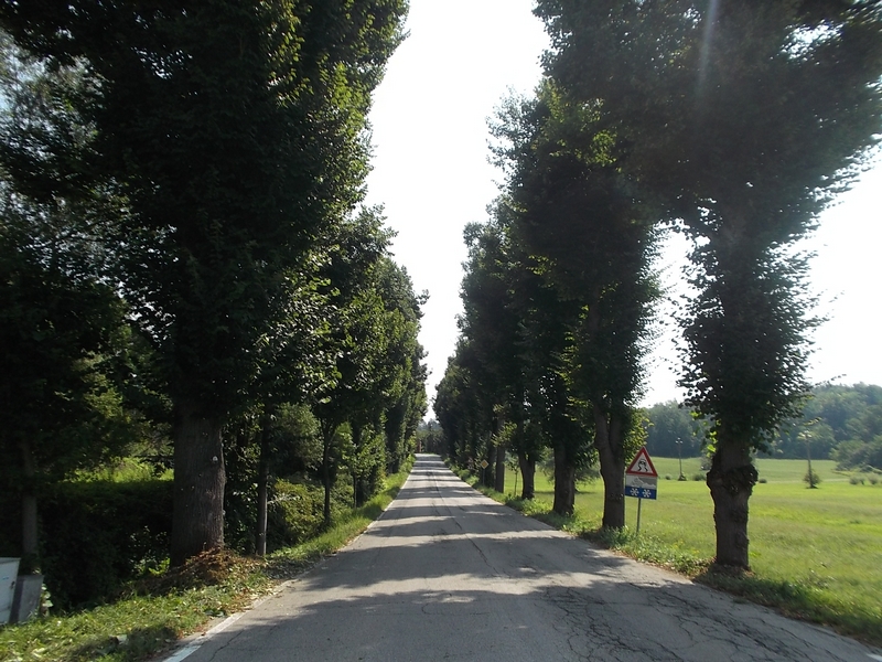 Veduta dei bellissimi tigli del Viale storico della Rimembranza di Montafia d'Asti.