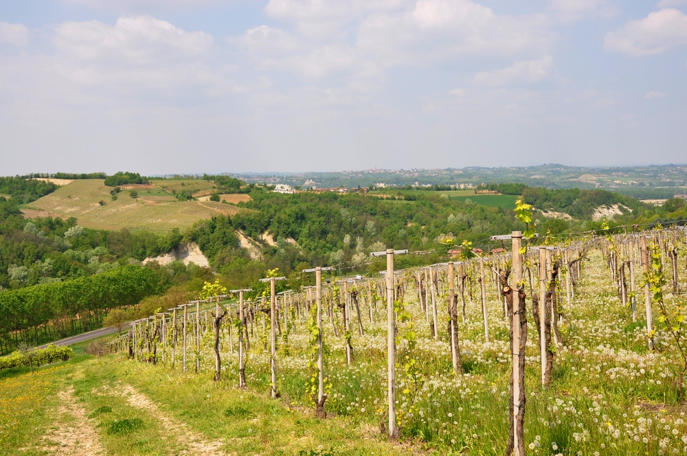 Veduta degli eccezionali paesaggi viticoli UNESCO nella realtà dell'Astigiano (Frazione Repergo di Isola d Asti) [Foto di Osvaldo Ferrero].