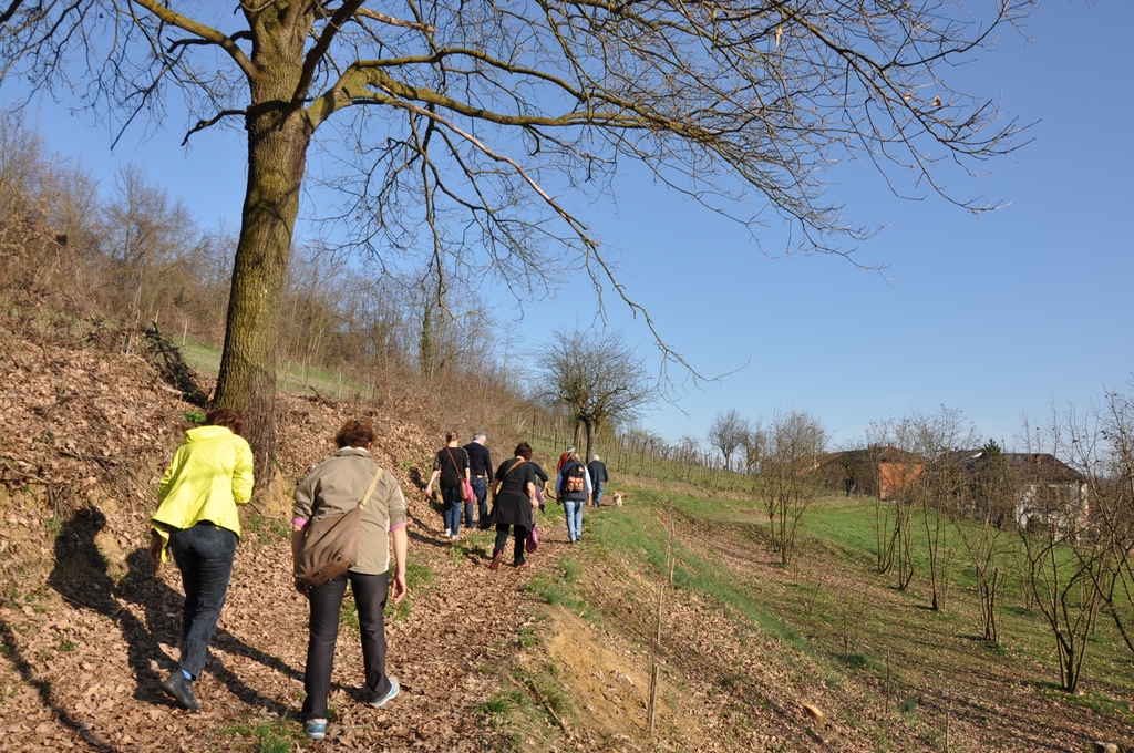 Camminata alla ricerca degli alberi monumentali nel paesaggio agrario del nord ovest dell Astigiano.