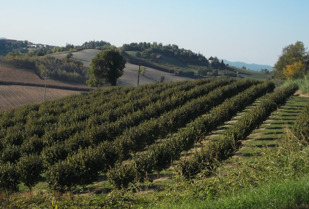 Veduta del paesaggio agrario astigiano nel Comune di Cossombrato, caratterizzato da estese coltivazioni di nocciolo, intervallate a prati, seminativi e bosco.