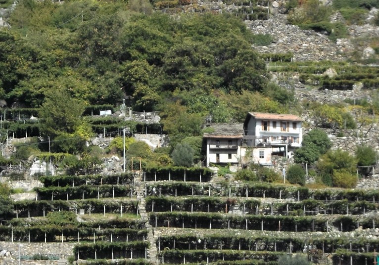 Veduta degli straordinari paesaggi della viticoltura eroica della Valle d Aosta. Nella foto un vigneto su terrazzamenti a Pont Saint Martin.