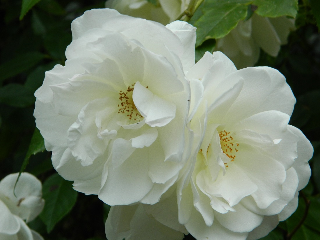 La rosa, uno dei fiori più belli ed amati da sempre, sarà ampiamente trattata nel Convegno "Nobili dimore e giardini di rose. Il giardino nella costruzione estetico-culturale del paesaggio".