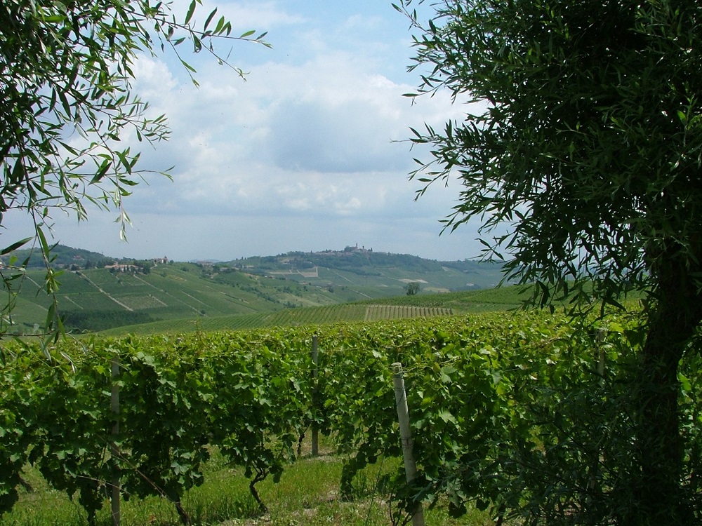 Veduta del paesaggio viticolo di eccellenza di Canelli.