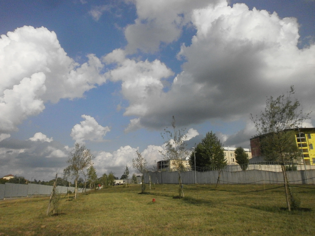 Veduta d insieme degli alberi del Parco della salute al termine della stagione estiva nel primo anno di impianto.