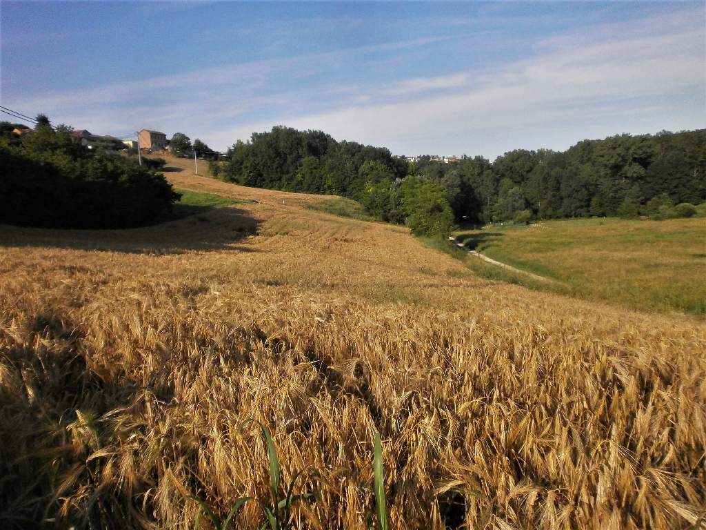 Veduta del pregevolissimo paesaggio agrario di Antignano.