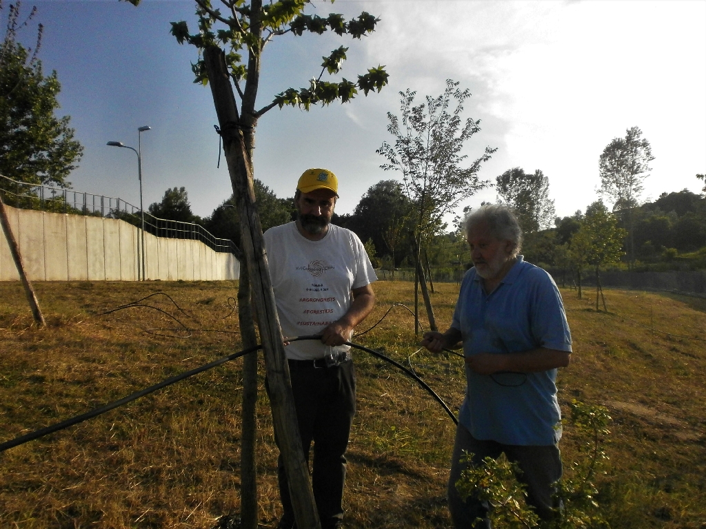 Legatura del tubo di mandata dell impianto di irrigazione ai pali tutori [FOTO  di Angelo Porta].