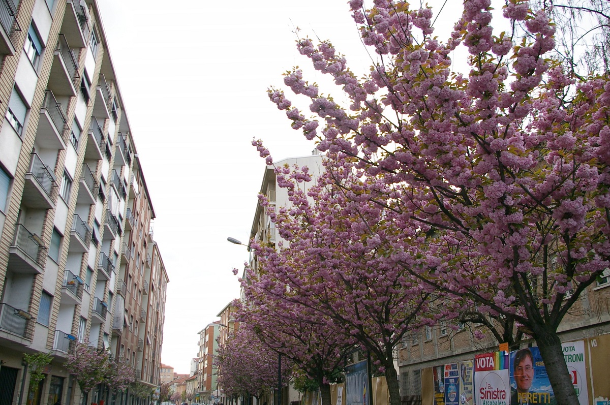 Veduta del pregevolissimo Viale di Ciliegi da fiore in Corsi Matteotti ad Asti (Lato Piazza Marconi)