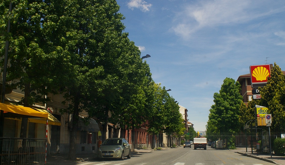 Veduta del pregevolissimo Viale di Liquidambar styraciflua in Corso Savona ad Asti.
