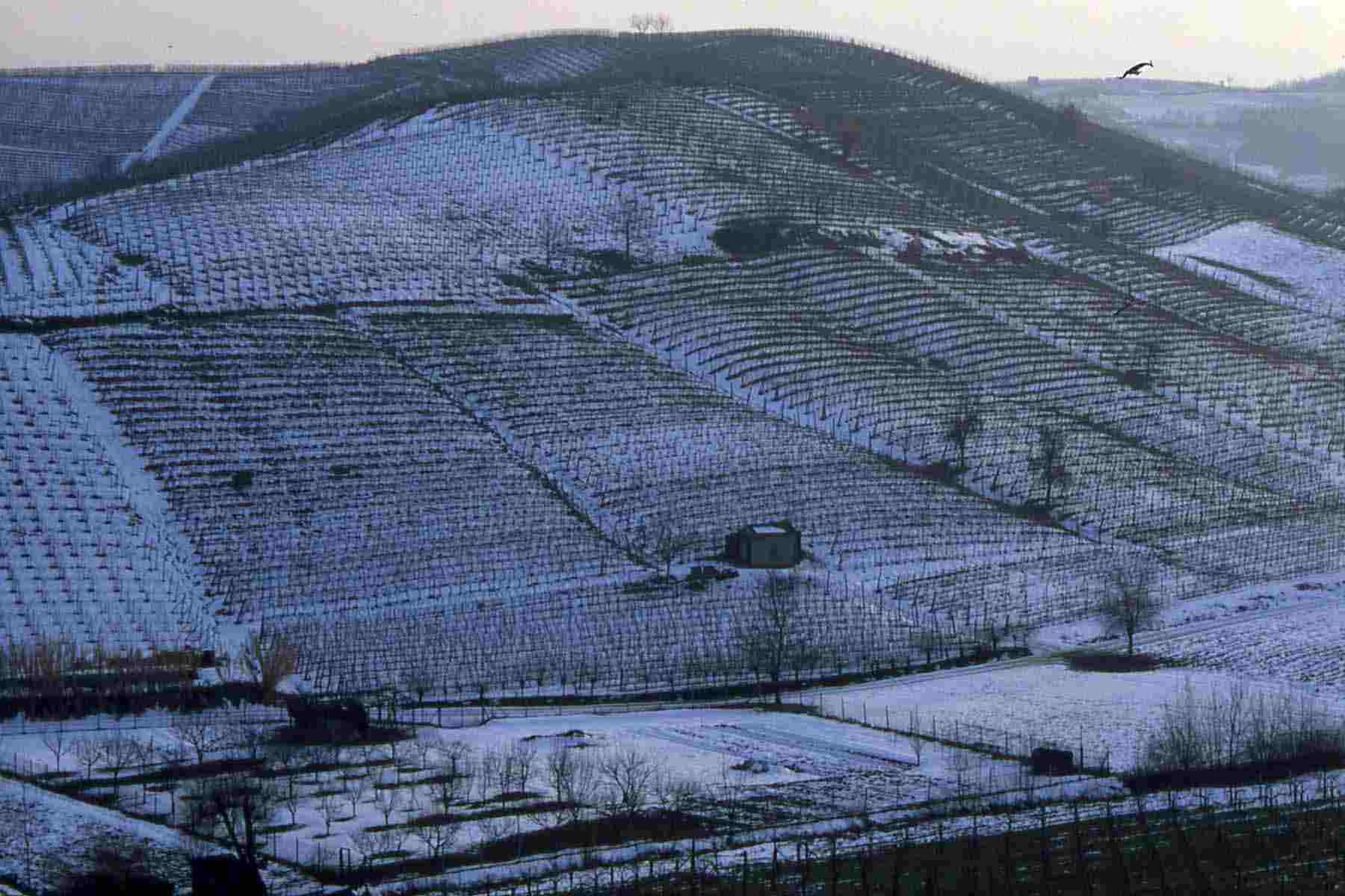 Vigneti innevati