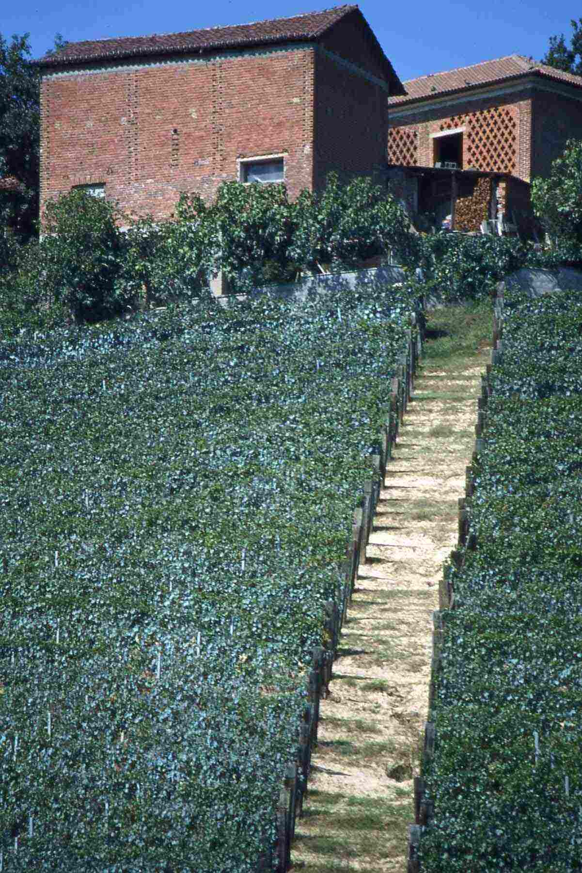 Paesaggio viticolo astigiano