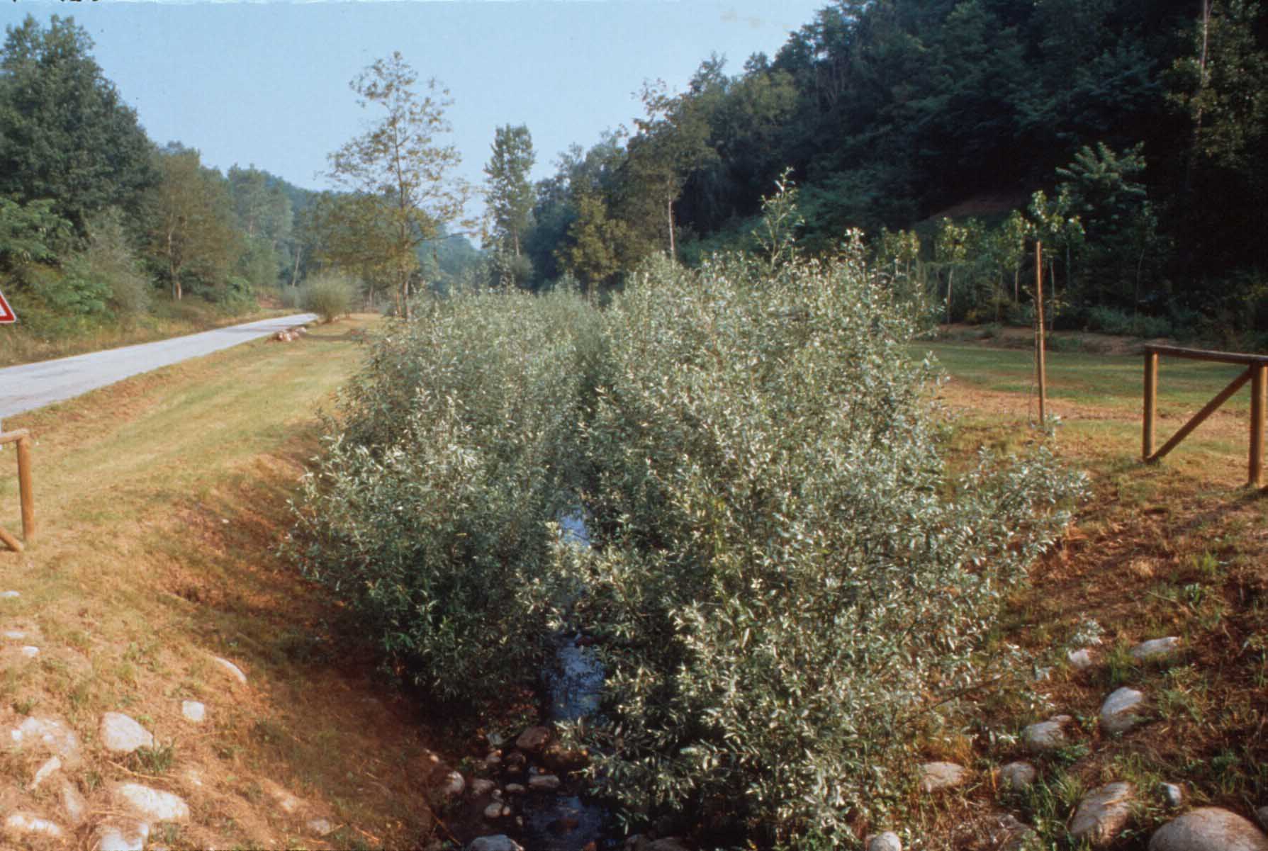 Interventi di ingegneria naturalistica con salici lungo un corso d'acqua