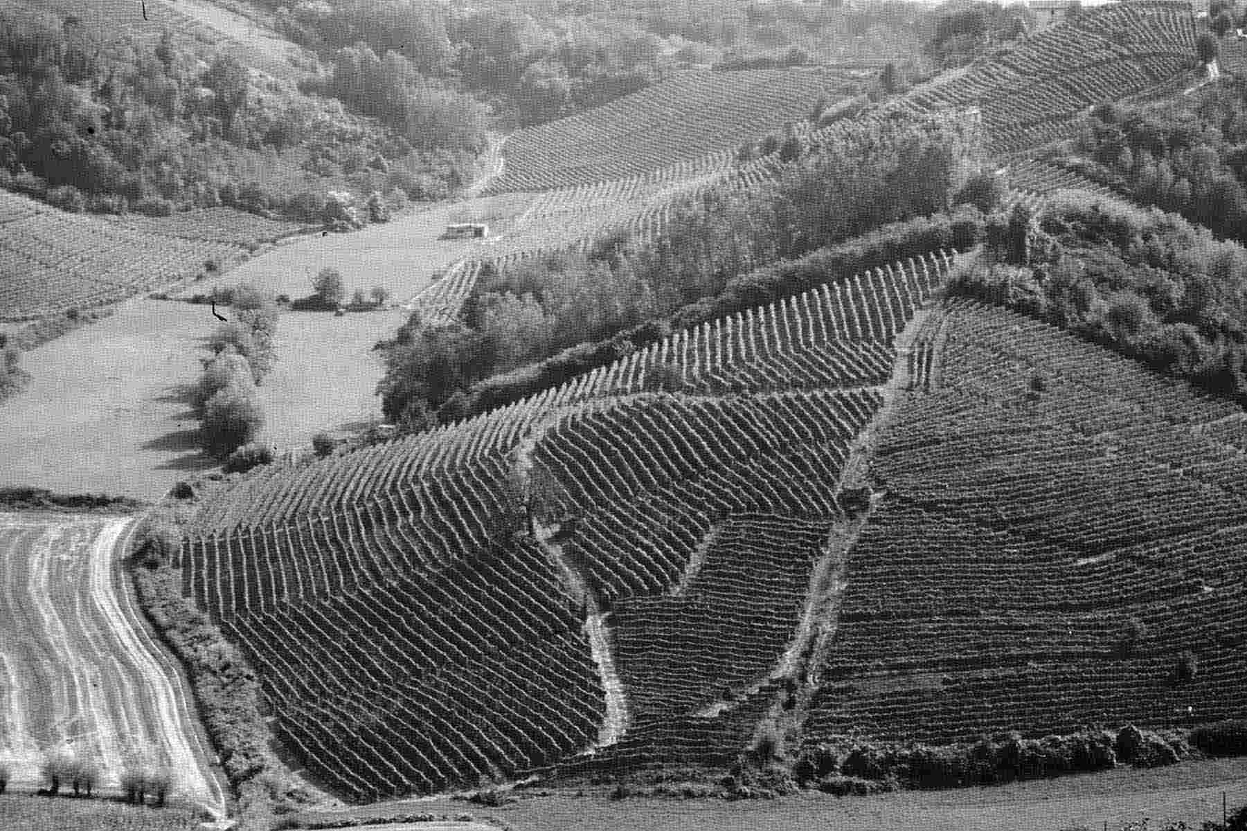 Paesaggio viticolo nel comune di Mongardino (AT)