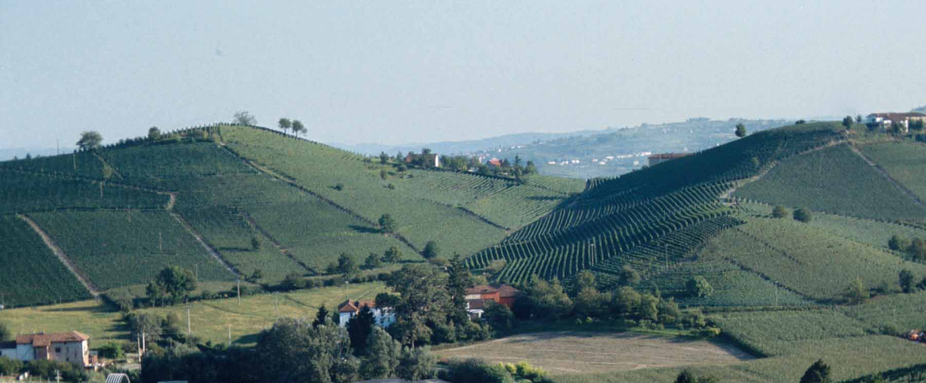 La secolare coltivazione della vite connota in modo peculiarissimo il paesaggio collinare astigiano, sempre più apprezzato da visitatori italiani e stranieri.