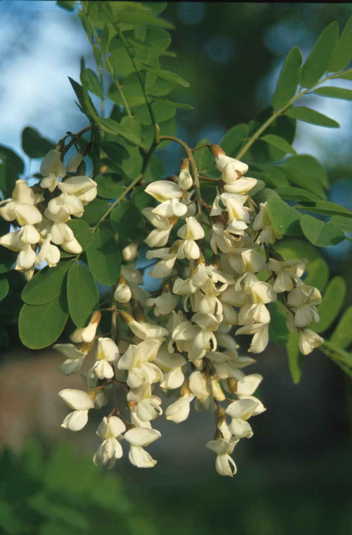 La gaggia (Robinia pseudoacacia) è una specie introdotta in Italia dal Nord America che si è ampiamente diffusa nell’Astigiano