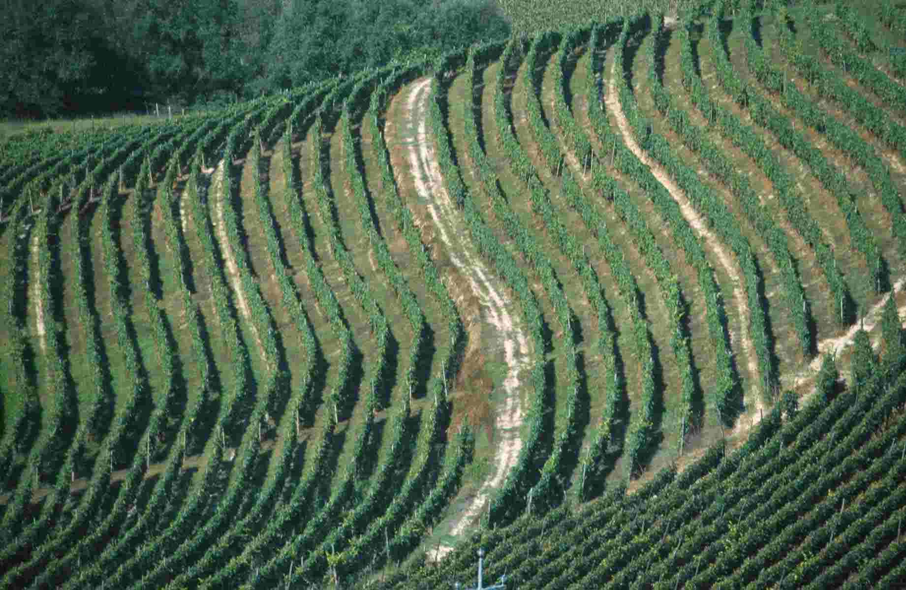 Vigneti a girappoggio. Straordinari disegni del paesaggio agrario dell'Astigiano, frutto delle secolari sistemazioni idraulico-agrarie dei versanti collinari.