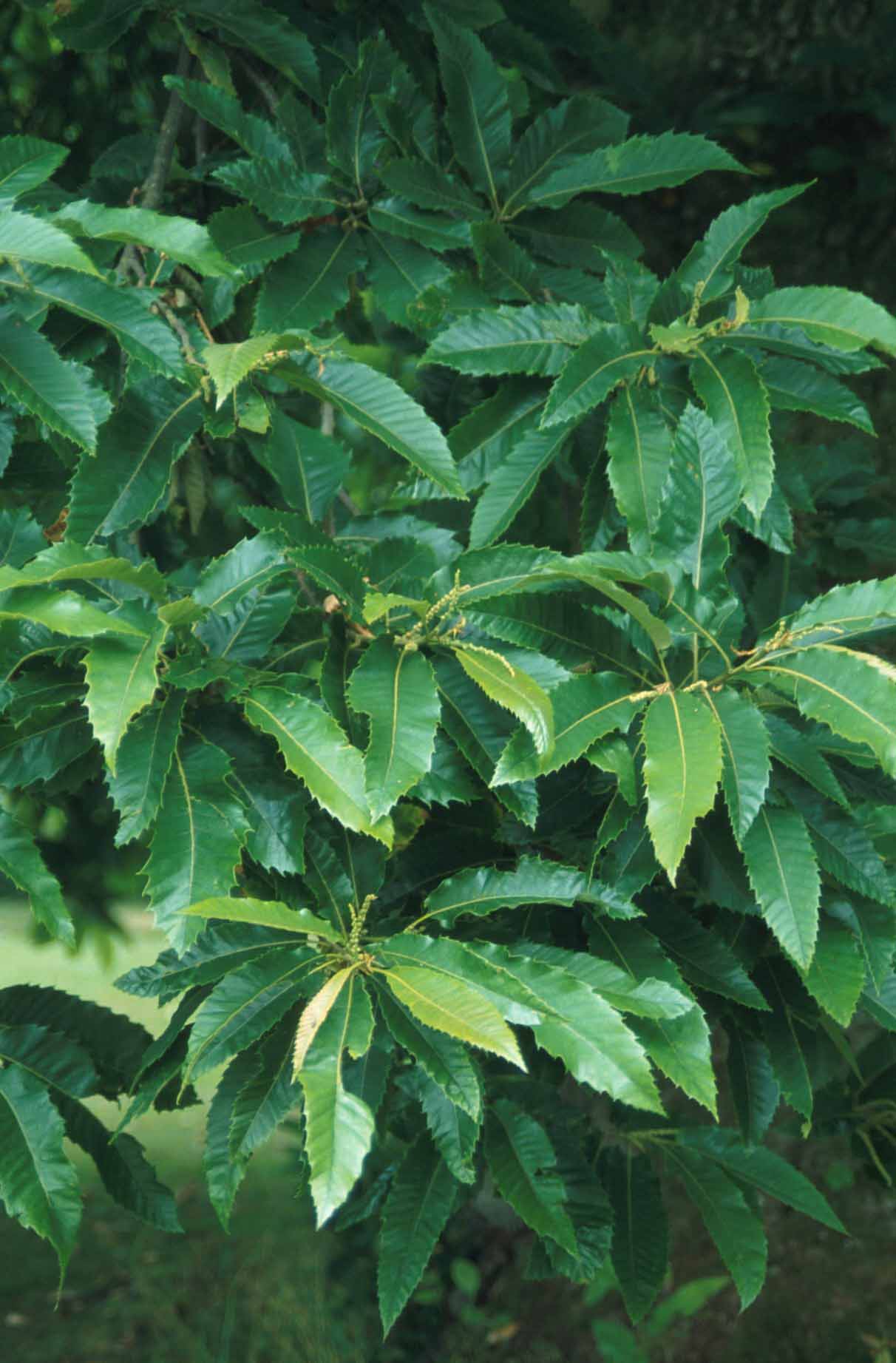 Castagno (Castanea sativa)