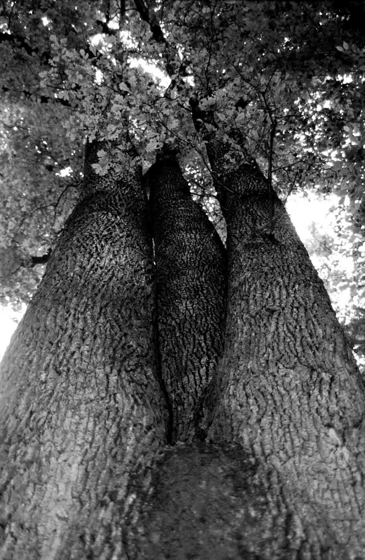 Esemplare secolare di rovere (Quercus petraea), comune nelle aree collinari dell'Astigiano.