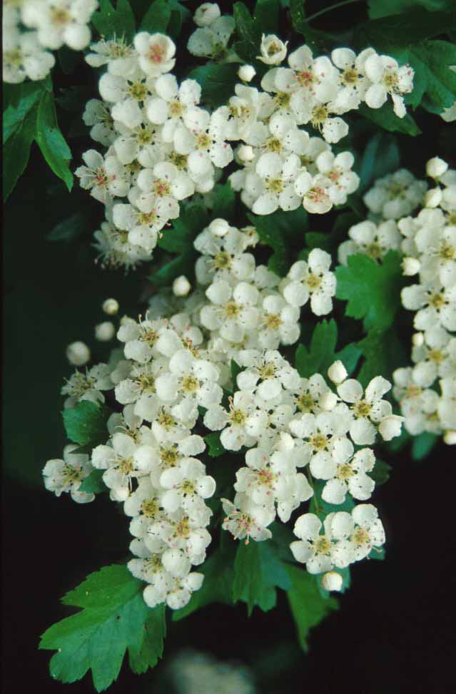 Biancospino in fioritura (Crataegus monogyna) molto comune nell'Astigiano.