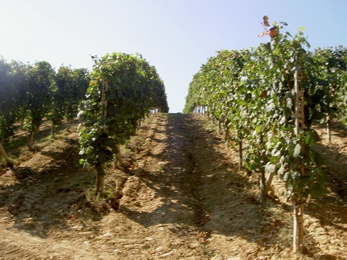 Veduta del paesaggio di Alice bel colle