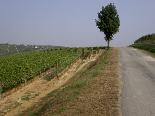 Veduta del paesaggio di Alice bel colle
