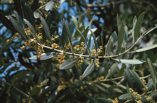 Olivo (Olea europaea)