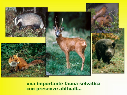 Presentazione "Una proposta concreta di tutela della natura e del paesaggio nel basso Piemonte"