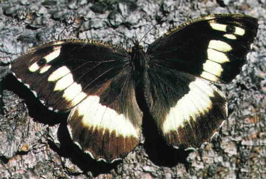 Farfalla Circe