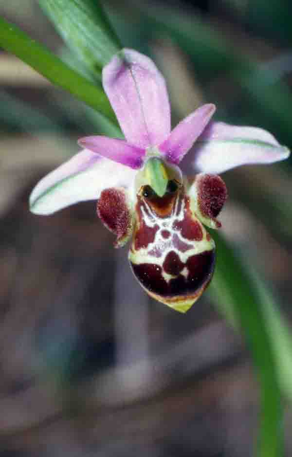 Orchidea del genere Scolopax