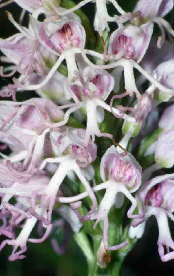 Orchidea del genere Simia