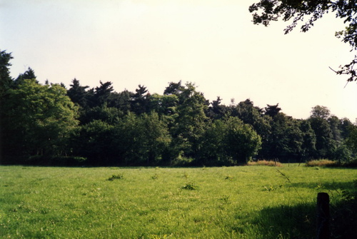  Blick in die Waldweide mit Heckenanpflanzung.