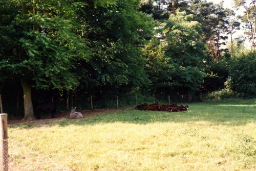  Kaelberweide